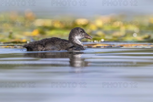 Eurasian Coot (Fulica atra) juvenile, Mecklenburg-Western Pomerania, Germany, Europe