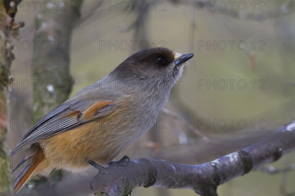 Siberian Jay - Unglückshäher - Perisoreus infaustus ssp. infaustus, Norway, adult, Europe