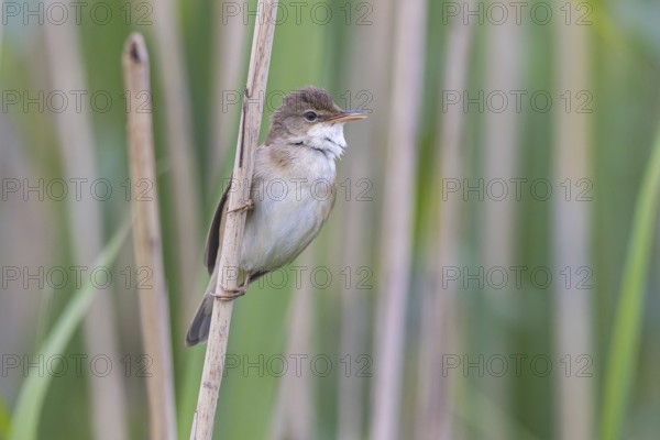Eurasian Reed Warbler (Acrocephalus scirpaceus), North Rhine-Westphalia, Germany, Europe