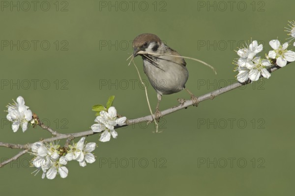 Eurasian Tree Sparrow (Passer montanus), Saxony, Germany, Europe
