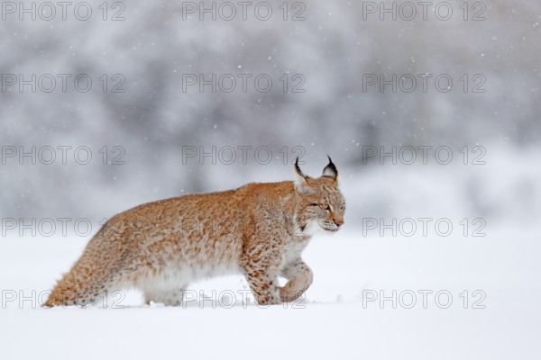 Eurasian Lynx walking, wild cat in the forest with snow. Wildlife scene from winter nature. Cute big cat in habitat, cold condition. Snowy forest with beautiful animal wild lynx, Germany, Europe