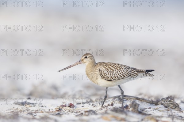 Pfuhlschnepfe, Limosa lapponica Bar-tailed Godwit, Limosa lapponica