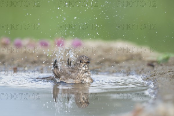 Spotted Flycatcher (Muscicapa striata) bathing, Aosta Valley, Italy, Europe
