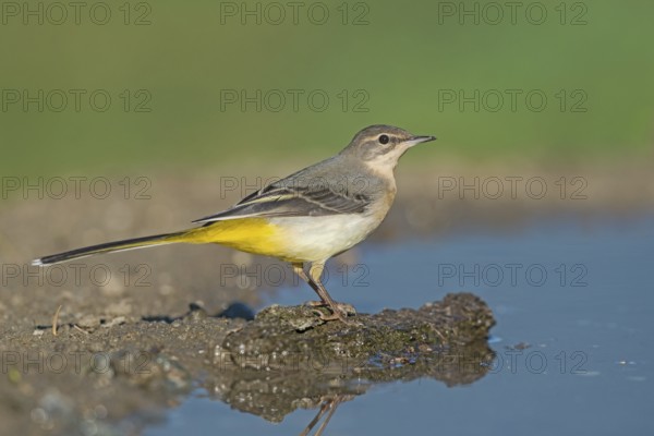 Grey Wagtail (Motacilla cinerea) at a waterhole, Aosta Valley, Italy, Europe