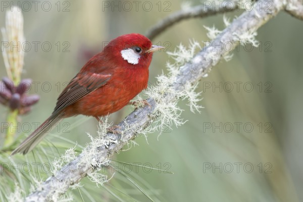 Red Warbler (Cardellina rubra) perched on a branch in Oaxaca, Mexico, Central America
