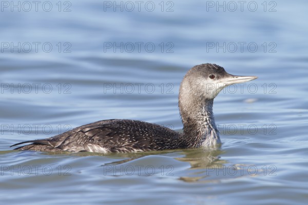 Red-throated Loon (Gavia stellata), Schleswig-Holstein, Germany, Europe