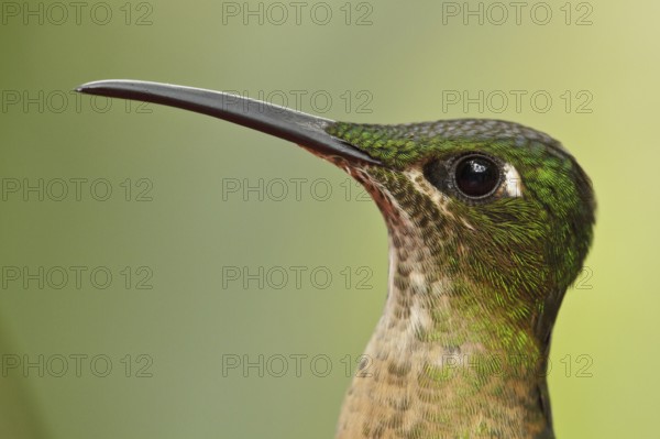 Fawn-breasted Brilliant (Heliodoxa rubinoides), Ecuador, South America
