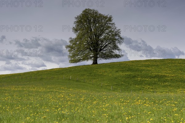 European beech (Fagus sylvatica) in spring, solitary tree near Rieden am Forggensee, Ostallgäu, Allgäu, Bavaria, Germany, Europe