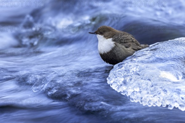 Northern white-throated dipper (Cinclus cinclus cinclus) foraging along frozen stream in winter, Scandinavia