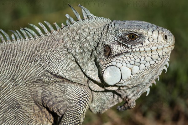 Green iguana (Iguana iguana) Pantanal Brazil