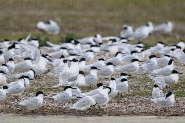 Sandwich Tern (Thalasseus sandvicensis) group, Netherlands