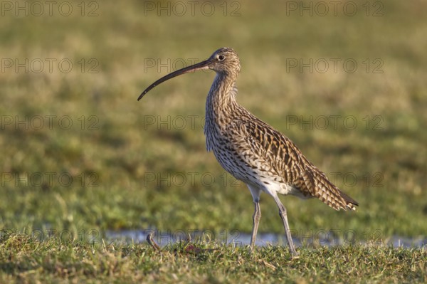 Eurasian Curlew (Numenius arquata) foraging, North Rhine-Westpalia, Germany, Europe