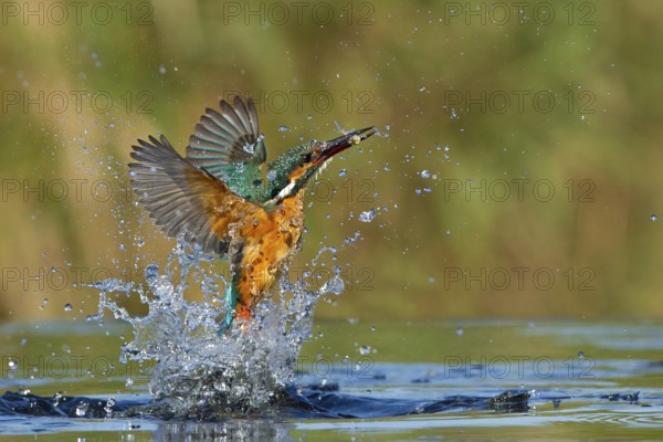Common Kingfisher (Alcedo atthis) female hunting, Leiria, Portugal, Europe