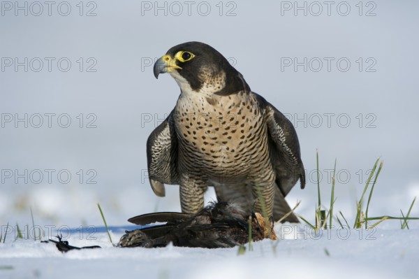 Peregrine Falcon (Falco peregrinus) captive, with prey, Saxony, Germany, Europe