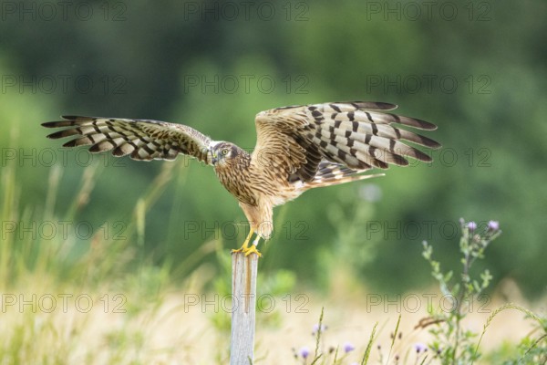 Montagu's harrier (Circus pygargus) wbl Germany