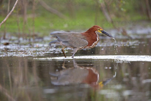 Rufescent tiger heron (Tigrisoma lineatum) Pantanal Brazil