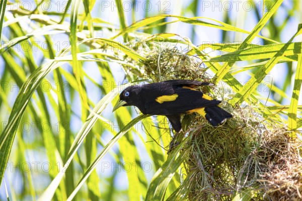 Yellow-rumped cacique (Cacicus cela) Pantanal Brazil