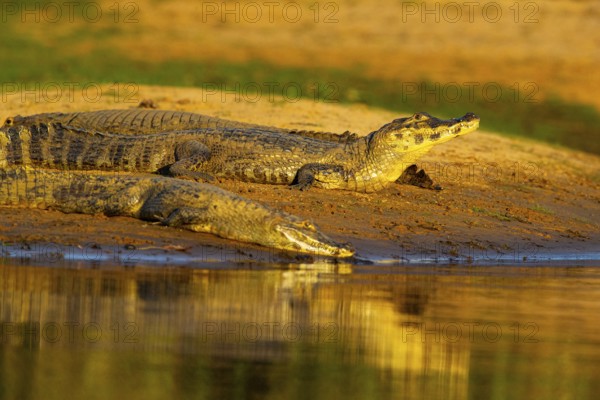 Spectacled caiman (Caiman crocodilius) Pantanal Brazil