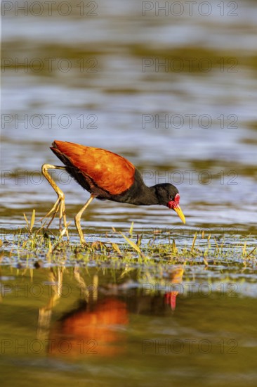 Red-fronted leaflet (Jacana jacana) Pantanal Brazil
