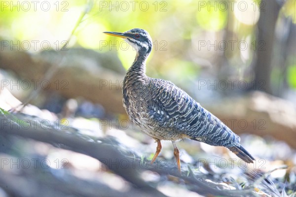 Sun rail (Eurypyga helias) Pantanal Brazil