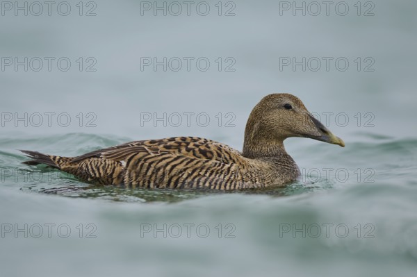 Common eider (Somateria mollissima) female swimming in the sea, Düne, Helgoland, Schleswig-Holstein, Germany, Europe