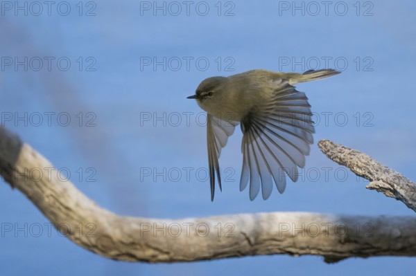A chiffchaff (Phylloscopus collybita) flies just above a branch with outspread wings against a blue background, Hesse, Germany, Europe