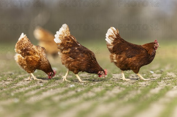 Three chickens pecking quietly in a meadow, domestic chicken, Rhineland-Palatinate, Germany, Europe