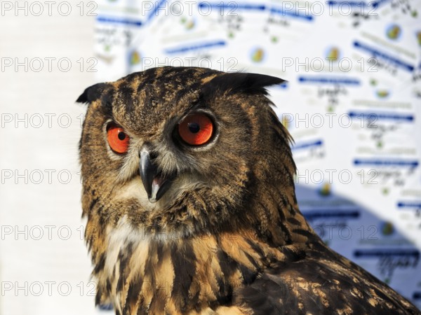 Bengal Eagle Owl (Bubo bengalensis), attentive gaze, captive, Bird Park, Berlebeck Eagle Observatory, Detmold, North Rhine-Westphalia, Germany, Europe