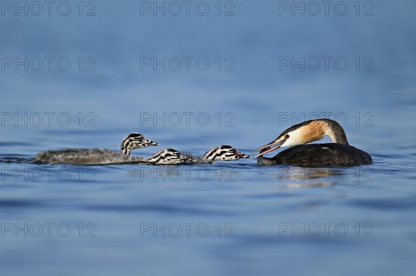 Great Crested Grebe (Podiceps Scalloped ribbonfish), feeding a chick with fish, swimming in the water, Lake Zug, Canton Zug, Switzerland, Europe