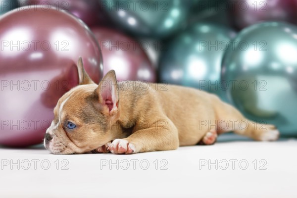 Healthy French Bulldog dog puppy with long nose lying fown in fornt of colorful balloon