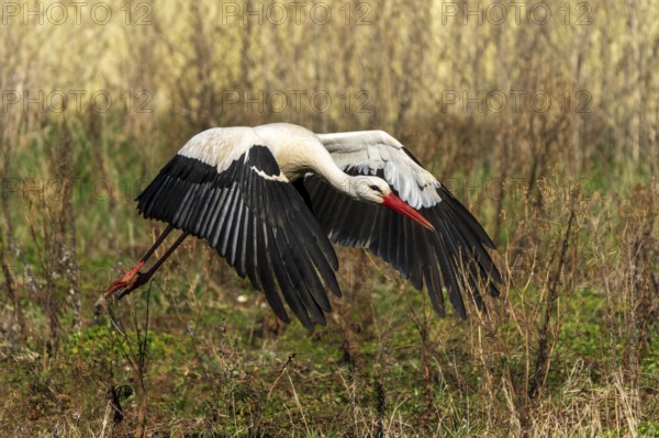Stork in flight over a meadow, embedded in natural landscape, white stork (Ciconia ciconia), wildlife, Germany, Europe
