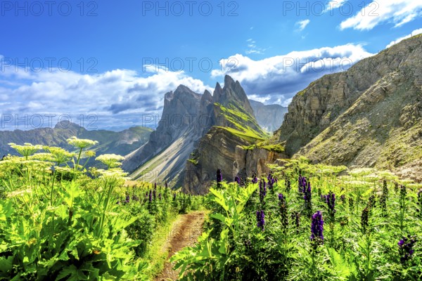 Scenic hiking trail winds through vibrant wildflowers, leading towards the majestic peaks of the seceda dolomites in italy