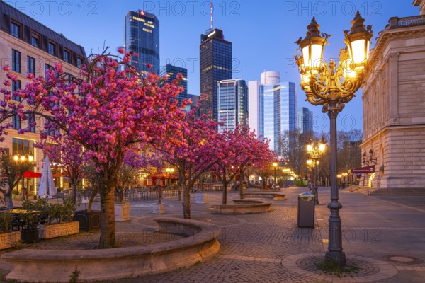 The ornamental cherries on Opernplatz in Frankfurt am Main, near the Alte Oper, are in full bloom in spring, Frankfurt am Main, Hesse, Germany, Europe