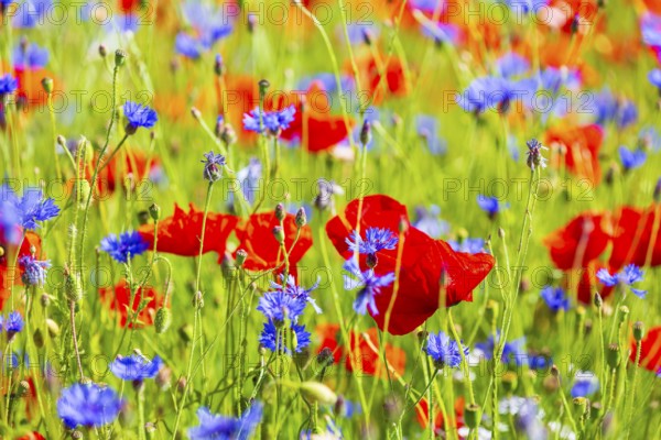 Corn poppy (Papaver rhoeas) and cornflower (Centaurea cyanus) in bloom in a meadow, Saxon Switzerland, Saxony, Germany, Europe