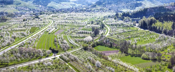 Spring near Sasbach in the Achertal in the Ortenau district. Orchards in bloom.Sasbach, Baden-Württemberg, Germany, Europe