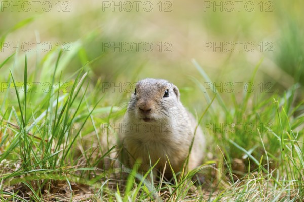 European ground squirrel (Spermophilus citellus) on a meadwo, Bavaria, Germany, Europe