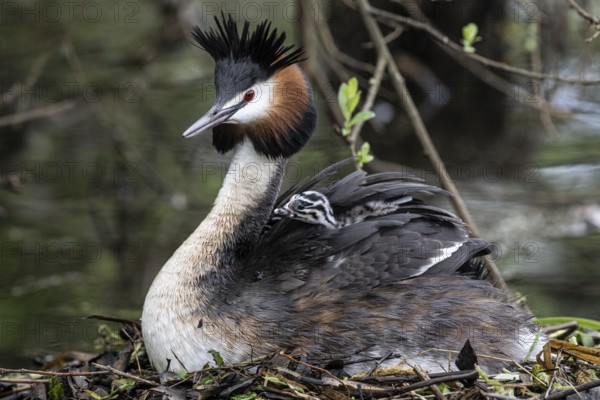 Great Crested Grebe (Podiceps Scalloped ribbonfish) with juveniles, Emsland, Lower Saxony, Germany, Europe