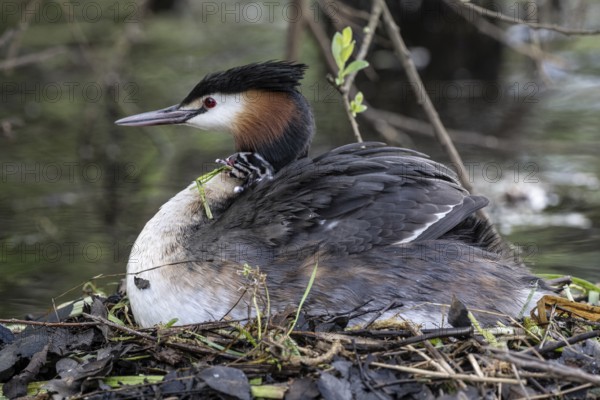 Great Crested Grebe (Podiceps Scalloped ribbonfish) with juveniles, Emsland, Lower Saxony, Germany, Europe