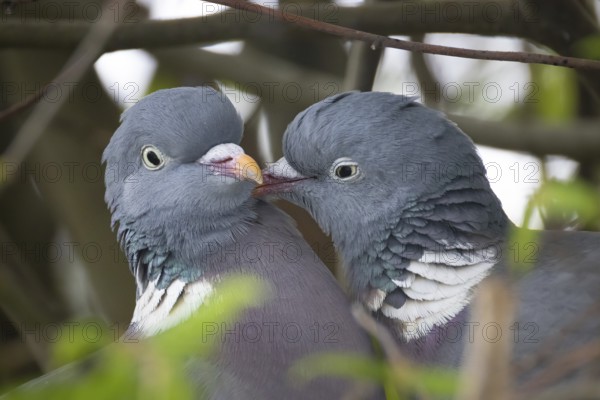 Two pigeons are having a springtime fling in the nest, Frankfurt am Main, Hesse, Germany, Europe