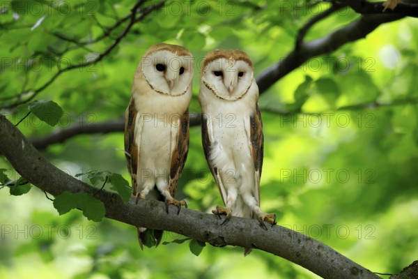 Barn owl (Tyto alba), adult, pair, vigilant, on tree, in summer, Šumava, Czech Republic, Europe