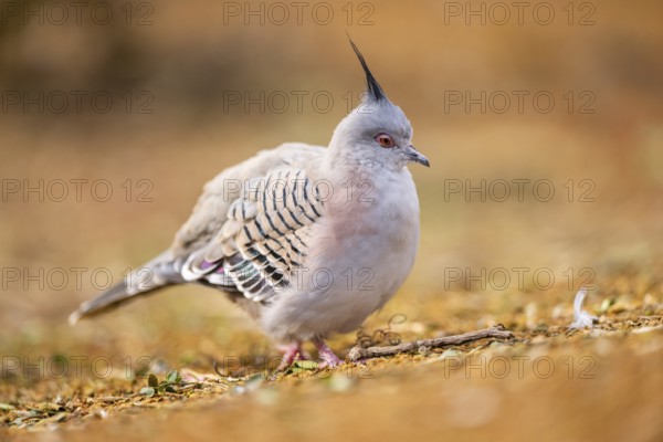 Crested pigeon (Ocyphaps lophotes) walking on a meadow, Bavaria, Germany, Europe