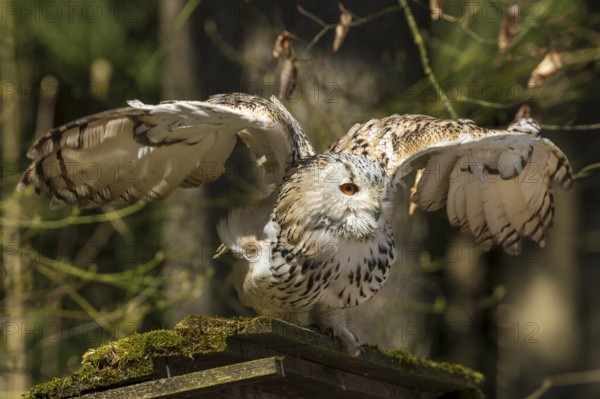 Owl with spread wings on a moss-covered branch in the forest, Siberian Eagle Owl (Bubo bubosibiricus), Germany, Europe