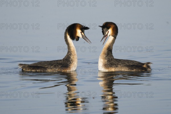 Courting great crested grebes (Podiceps Scalloped ribbonfish) on the water, facing each other with beaks spread, Hesse, Germany, Europe