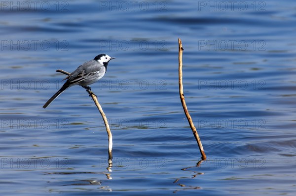 A bird sitting on a branch over calm water with blue sky in the background, white wagtail (Motacilla alba), wildlife, Germany, Europe
