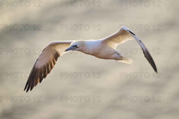 Northern gannet (Morus bassanus) flying over the sea at sunset, wildlife, Helgoland, Germany, Europe