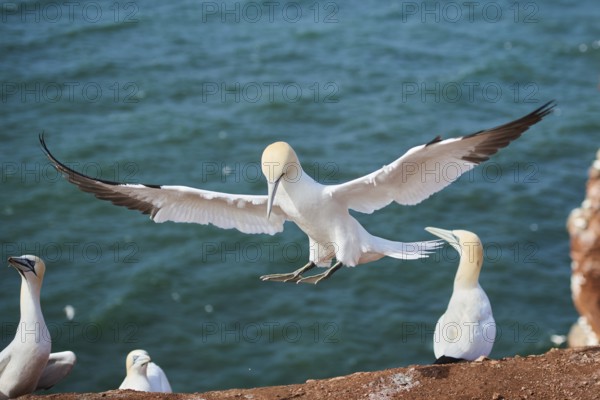 Northern gannet (Morus bassanus) landing, on the cliffs, wildlife, Helgoland, Germany, Europe