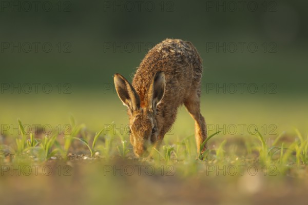 European brown hare (Lepus europaeus) adult animal feeding in a farmland maize field in summer, England, United Kingdom, Europe