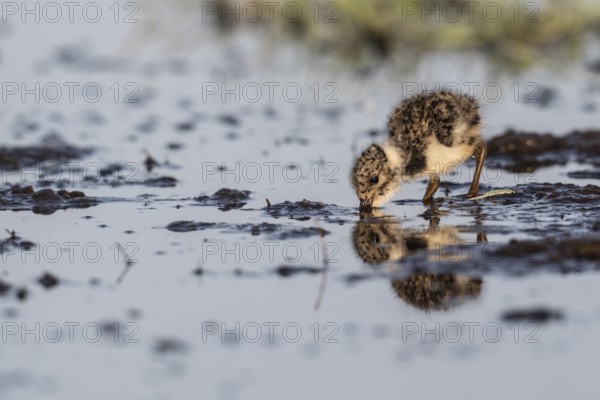 Young lapwing (Vanellus vanellus), Lower Saxony, Germany, Europe