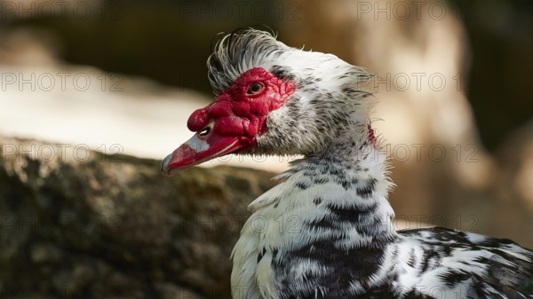 Close-up of the head of a mallard (Phacocherus) with red and white feathers and distinctive beak, Rodini Park, Municipal Park, Rhodes Town, Rhodes, Dodecanese, Greek Islands, Greece, Europe