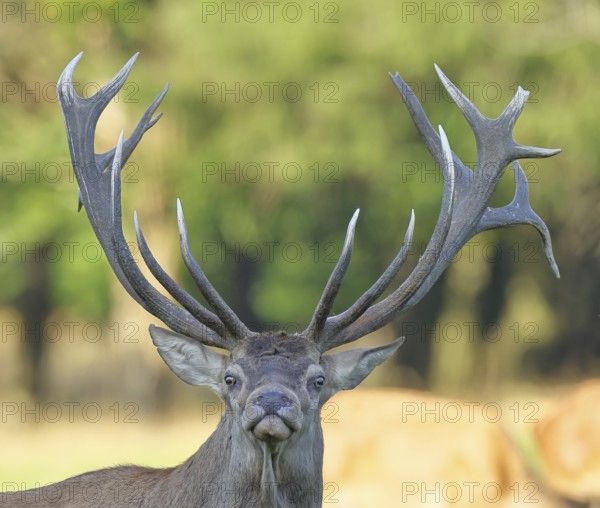 Red deer (Cervus elaphus), capital stag in a forest clearing, animal portrait, wildlife, Sauerland, North Rhine-Westphalia, Germany, Europe